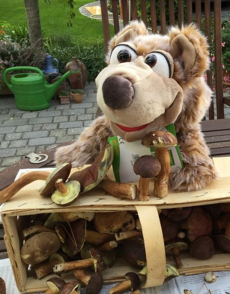 Kito der Bär